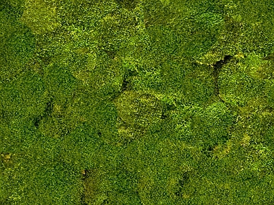 绿植墙