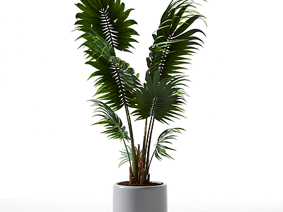 盆栽植物装饰
