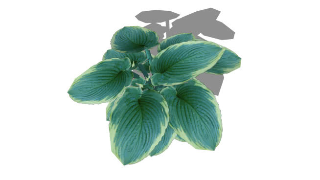 玉簪 绳子 饰品 植物 其他 画