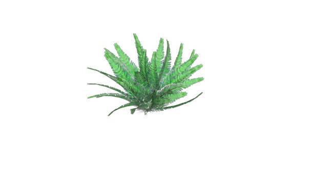 蕨类植物 其他 植物 菠萝 画 饰品
