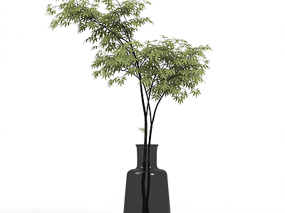 带盆枝叶装饰植物