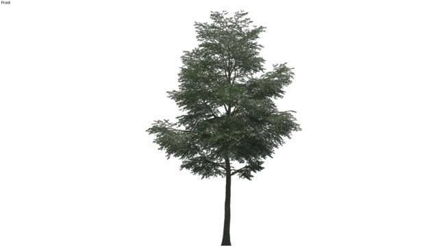 2D树16 其他 画 树林 草地 植物
