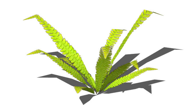 蕨类植物 钞票 钱 其他 铅笔
