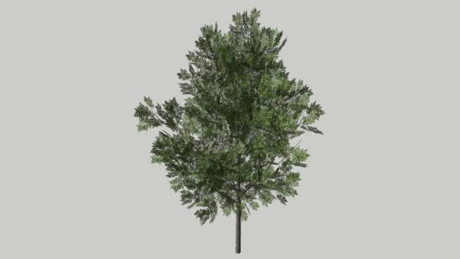 白蜡树属 迷雾 其他 画 天空