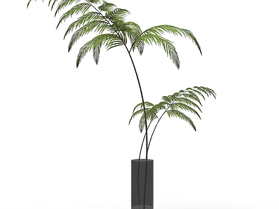 盆栽蕨类植物