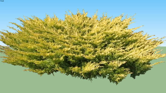 红桧 湖 树林 草地 油菜花田