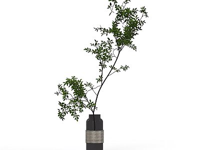盆栽植物装饰