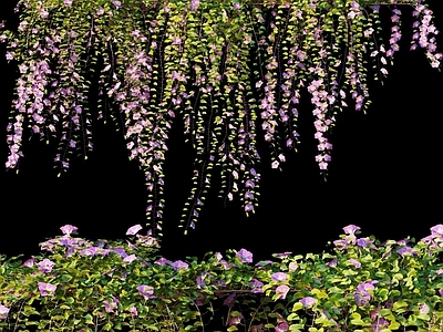 现代牵牛花藤蔓