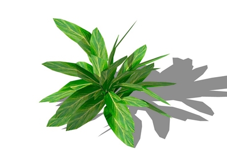 地被植物