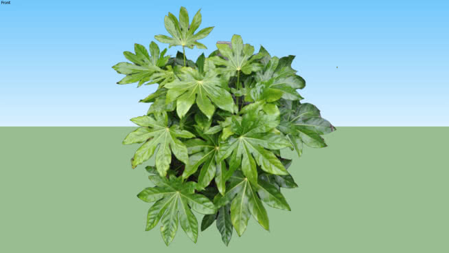 八角金盘 植物 其他 画 花 草地