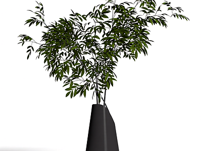 盆栽植物装饰