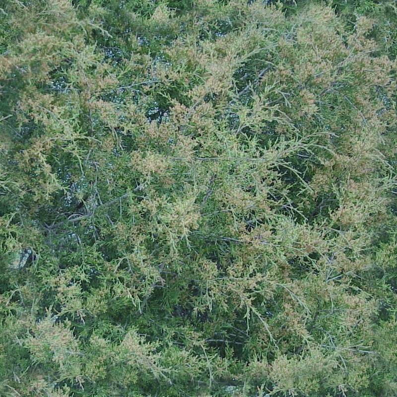 植物 自然元素