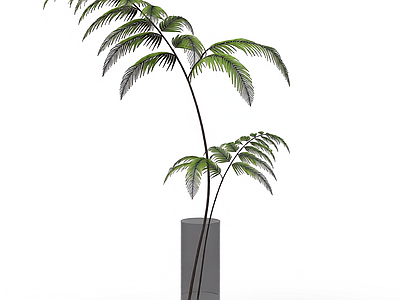 盆栽蕨类植物