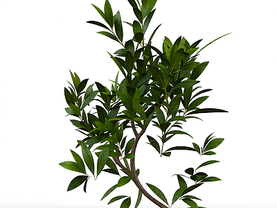 绿色植物模型