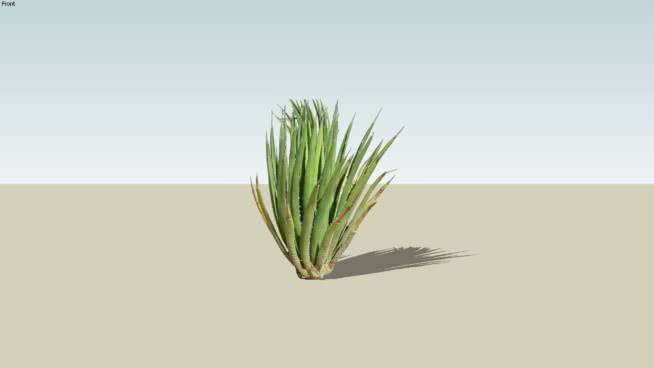 莱丘吉拉沙漠植物 其他 画 沙漠 铅笔