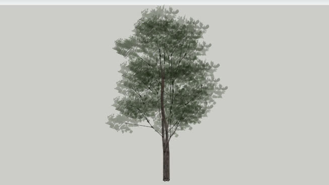 透明树 迷雾 画 植物 其他 树林