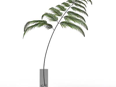 带盆绿植盆栽
