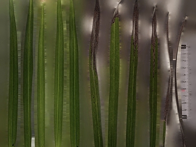 绿植墙