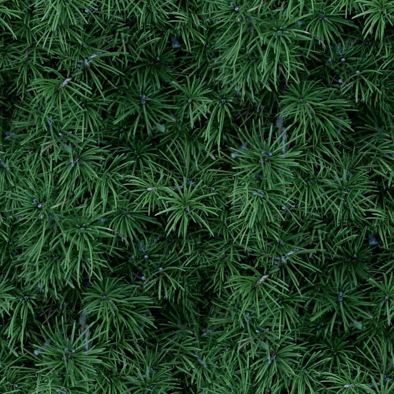 草皮 草皮草坪