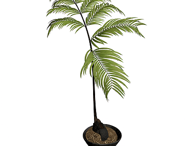 盆栽棕榈植物