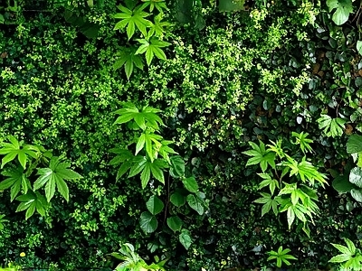绿植墙，可改变位置