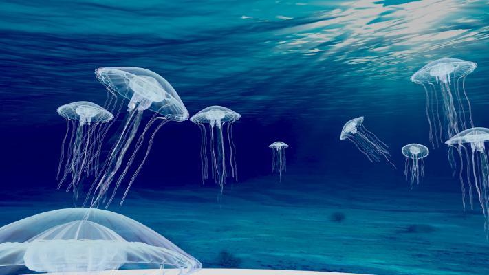 其它水母 海低贴图 海蜇 海洋生物 动物 水生动物