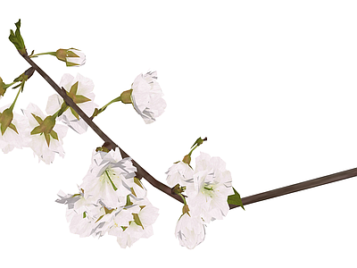 白色樱花树枝