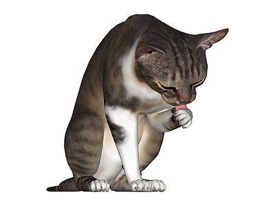 3D灰白猫舔爪模型