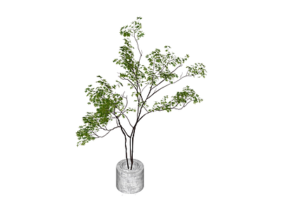 盆栽绿植景观树