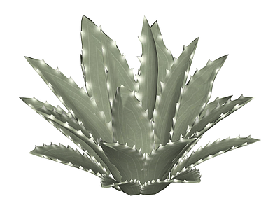 尖叶龙舌兰植物模型