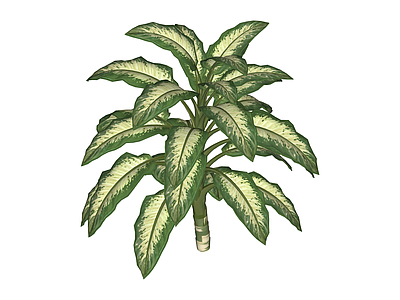 带盆观叶盆栽植物