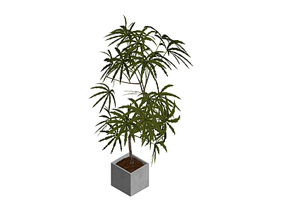 带盆绿植盆栽