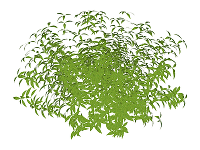 繁茂绿色灌木丛