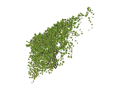 垂枝枫树植物模型