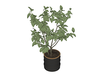 盆栽绿植植物模型