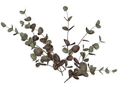 尤加利叶植物枝条