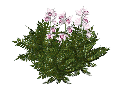 粉色兰花盆栽绿植