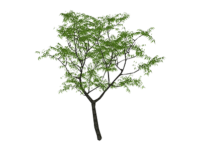 绿色乔木植物模型