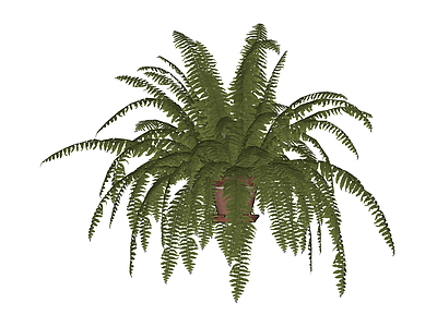 盆栽蕨类植物