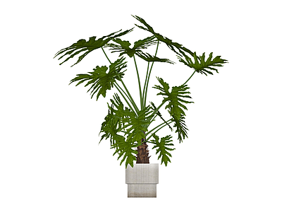 带盆绿植盆栽