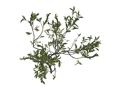 造型独特的枯枝植物
