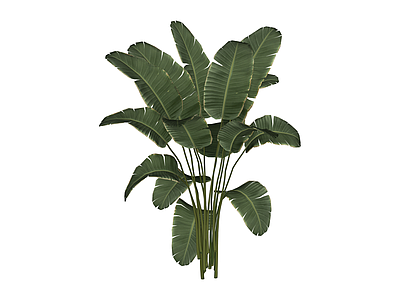 热带阔叶植物模型
