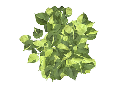 绿萝盆栽植物模型