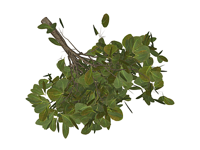 绿叶灌木植物模型