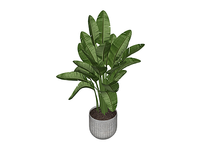 带盆绿植盆栽
