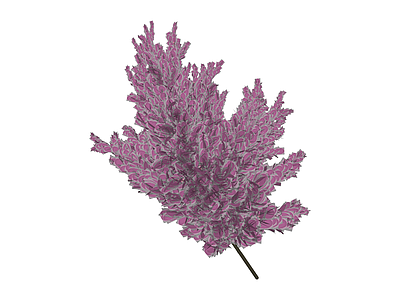 粉色羽毛花艺植物
