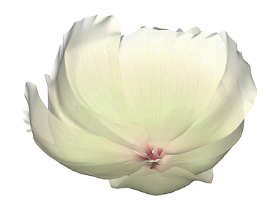 白色花艺模型