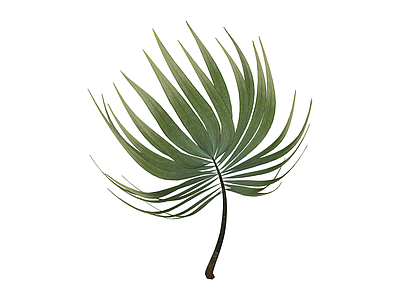 仿真棕榈叶植物