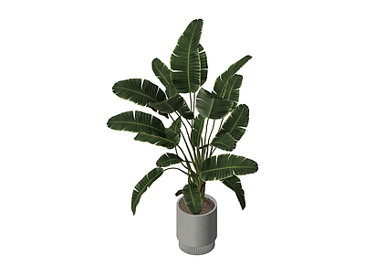 带盆绿植盆栽