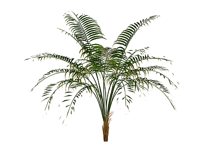 散尾葵盆栽植物